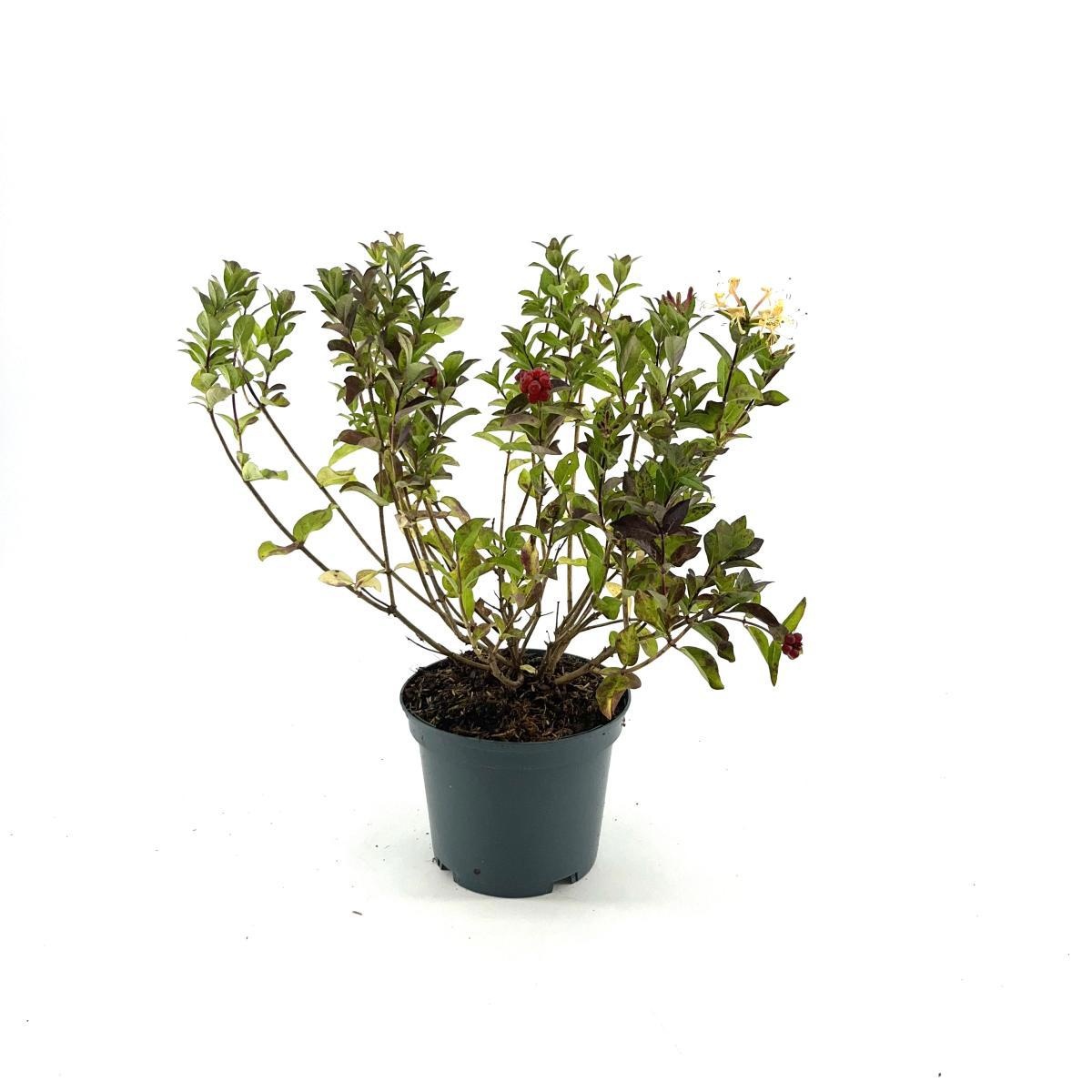 Lonicera 'Honey Baby', D 19