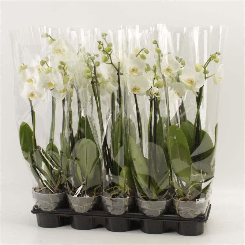 Phalaenopsis overig wit 3 Tak Wit A2, D 12 cm