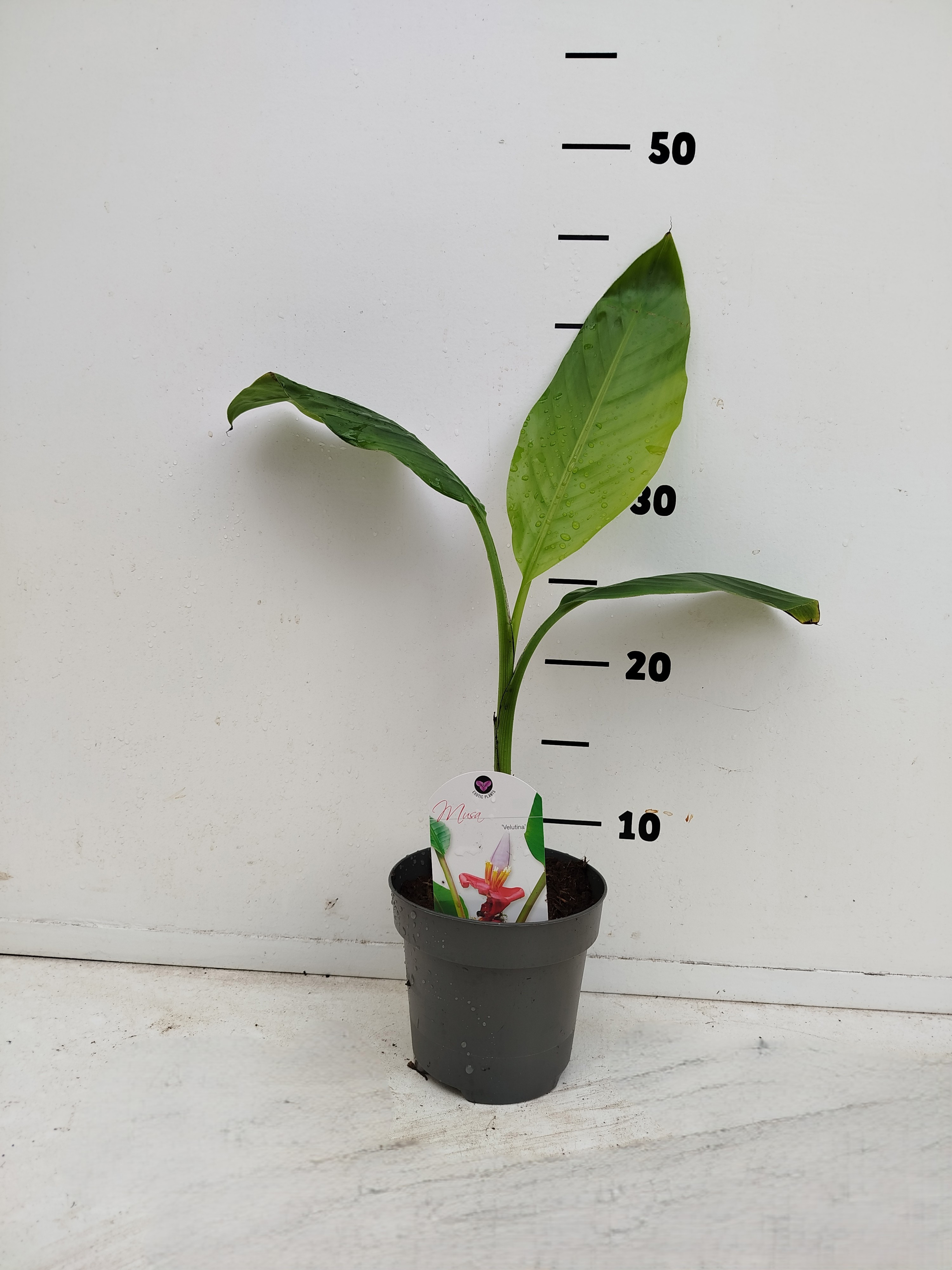 Musa velutina P12, D 12