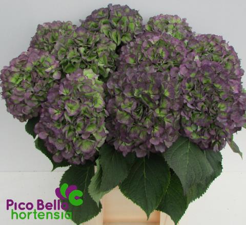 Гортензия Верена Блю Классик 80, шт.