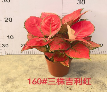 Аглаонема пинк стар 16 33 (предзаказ)