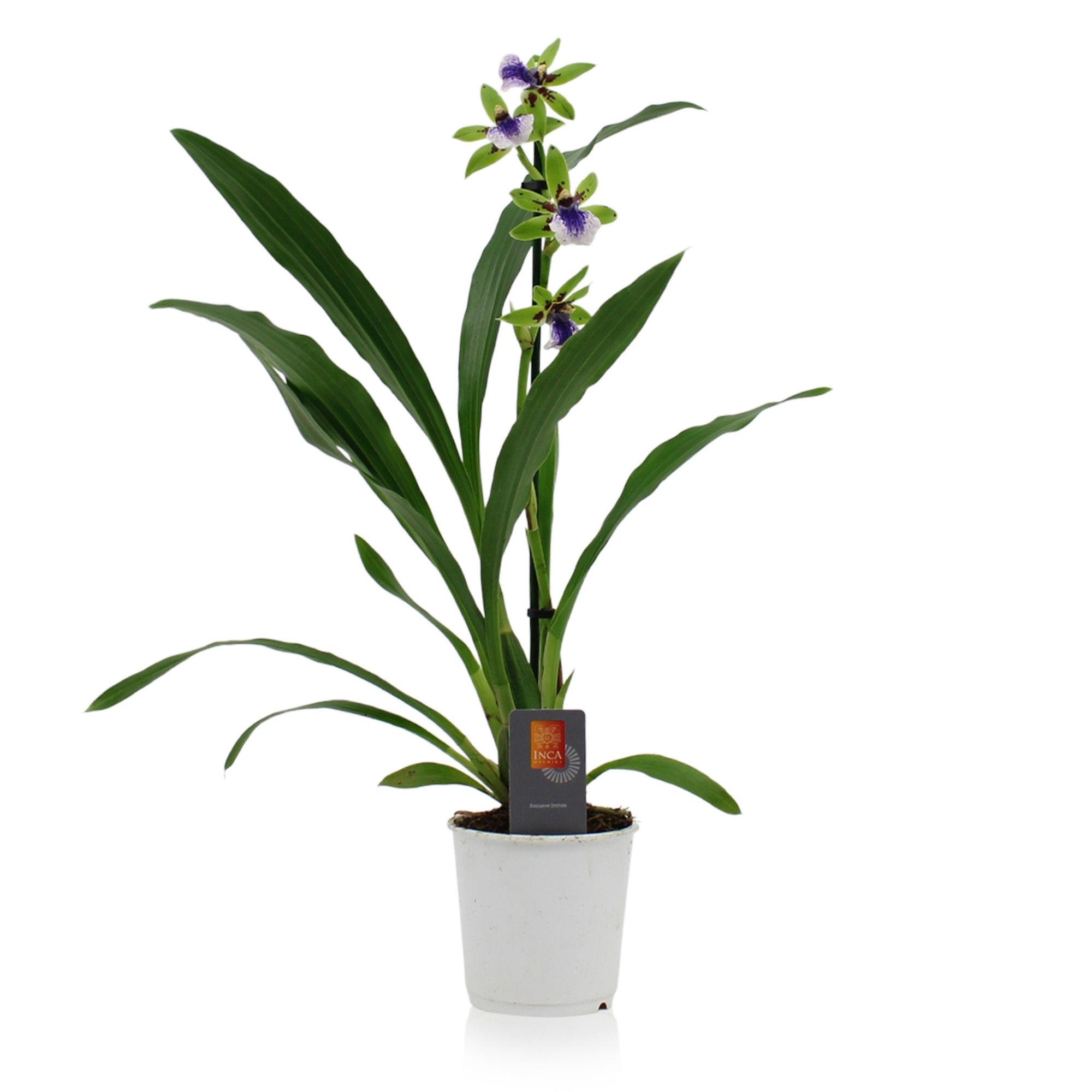 Inca Zygopetalum Impasto Green 1 spike 9cm, D 9
