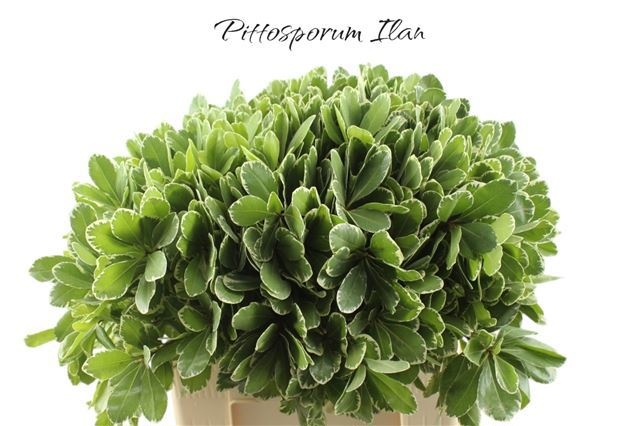 Питтоспорум Илан 60 (зелено-бел.), шт.