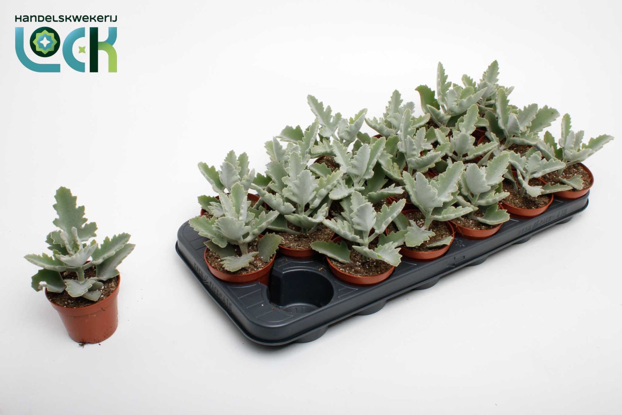 Kalanchoe Beharensis Light, D 8,5