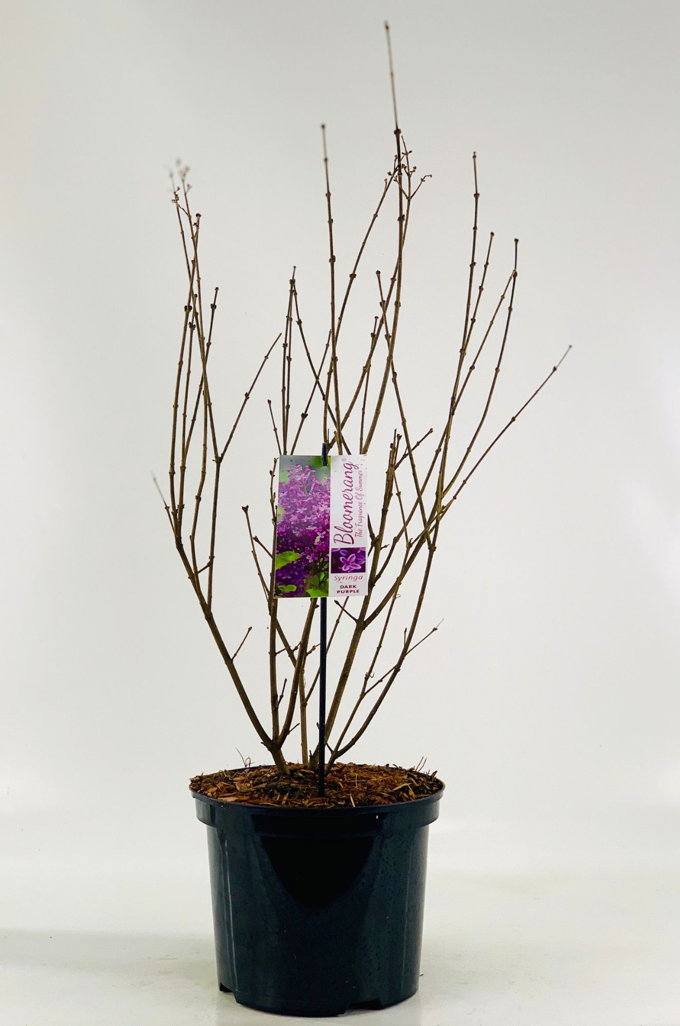 Syringa Bloomerang -R- 'Dark Purple', D 23