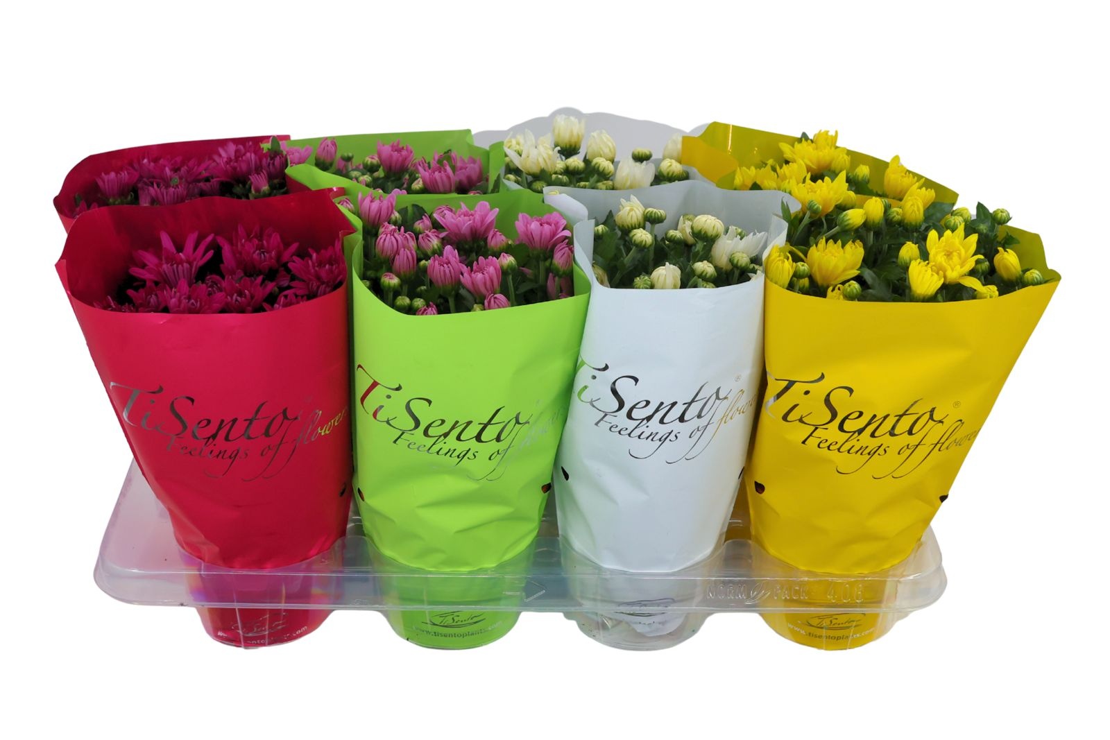 Chrysant 13 cm - Mix aug -sept, D 13 cm Chrysant 13 cm - Mix aug -sept, D 13 cm