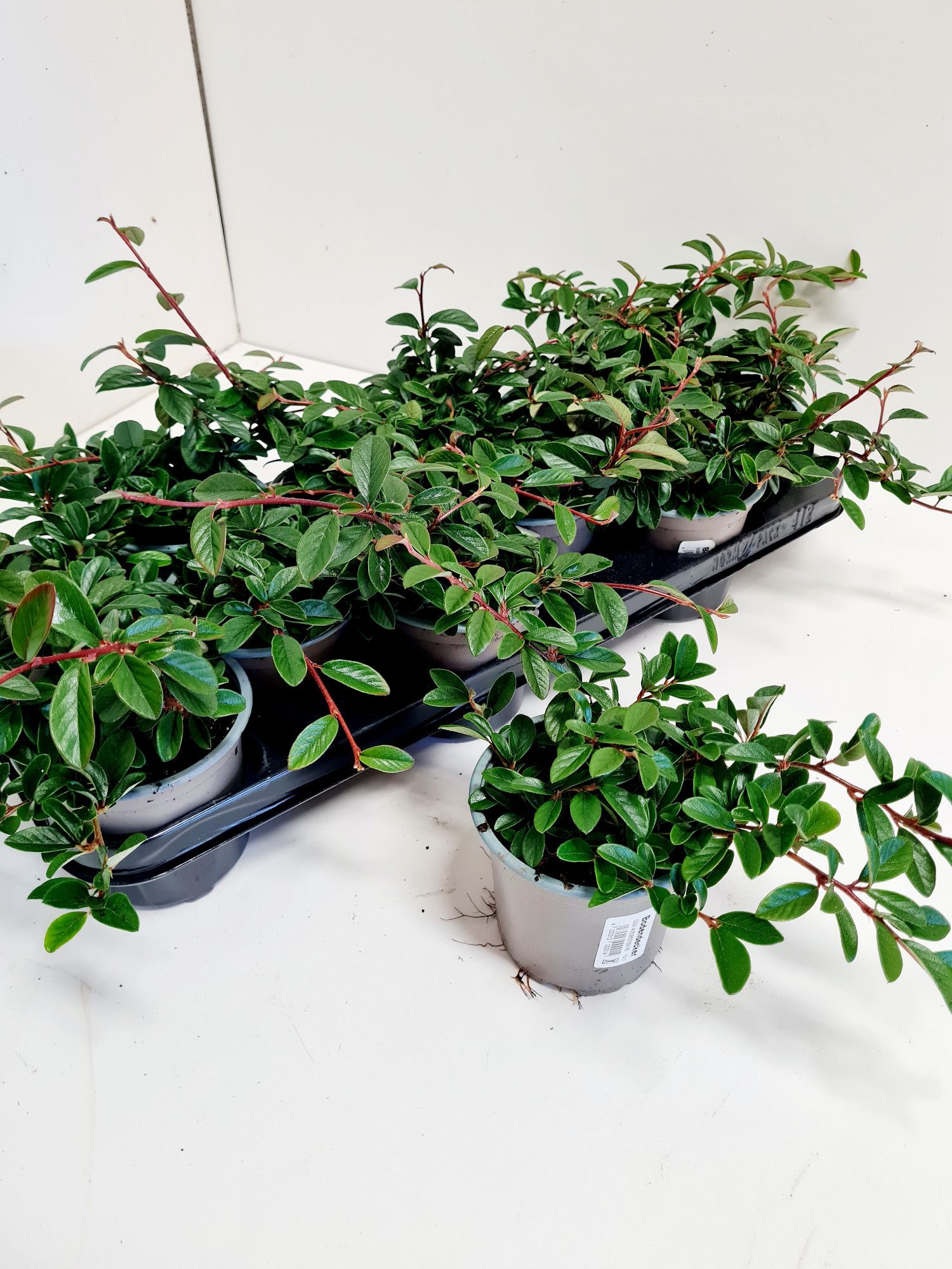 Cotoneaster dammeri Radicans, D 11