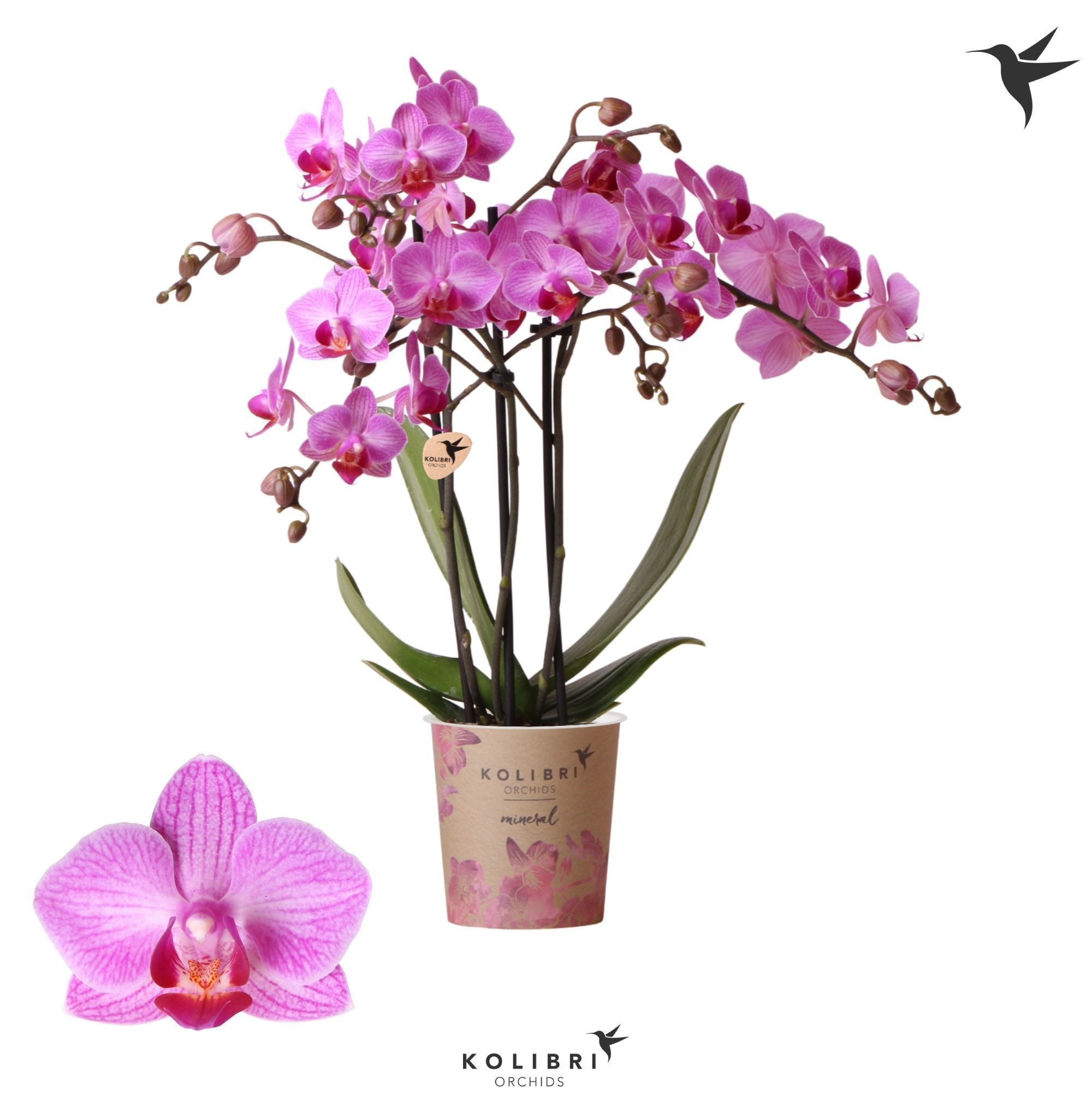 Kolibri Orchids Phalaenopsis Stuttgard 3 spike, D 9