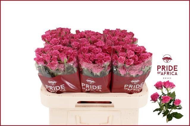 Роза куст. Лианне 60, шт.