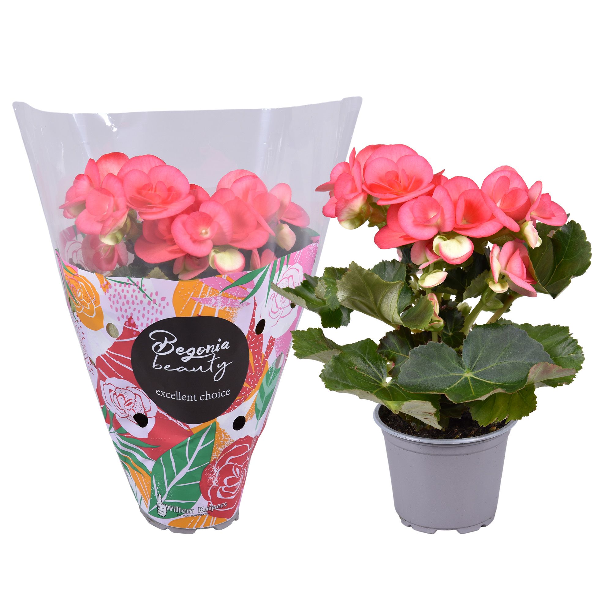 Begonia Roze standaard hoes, D 9