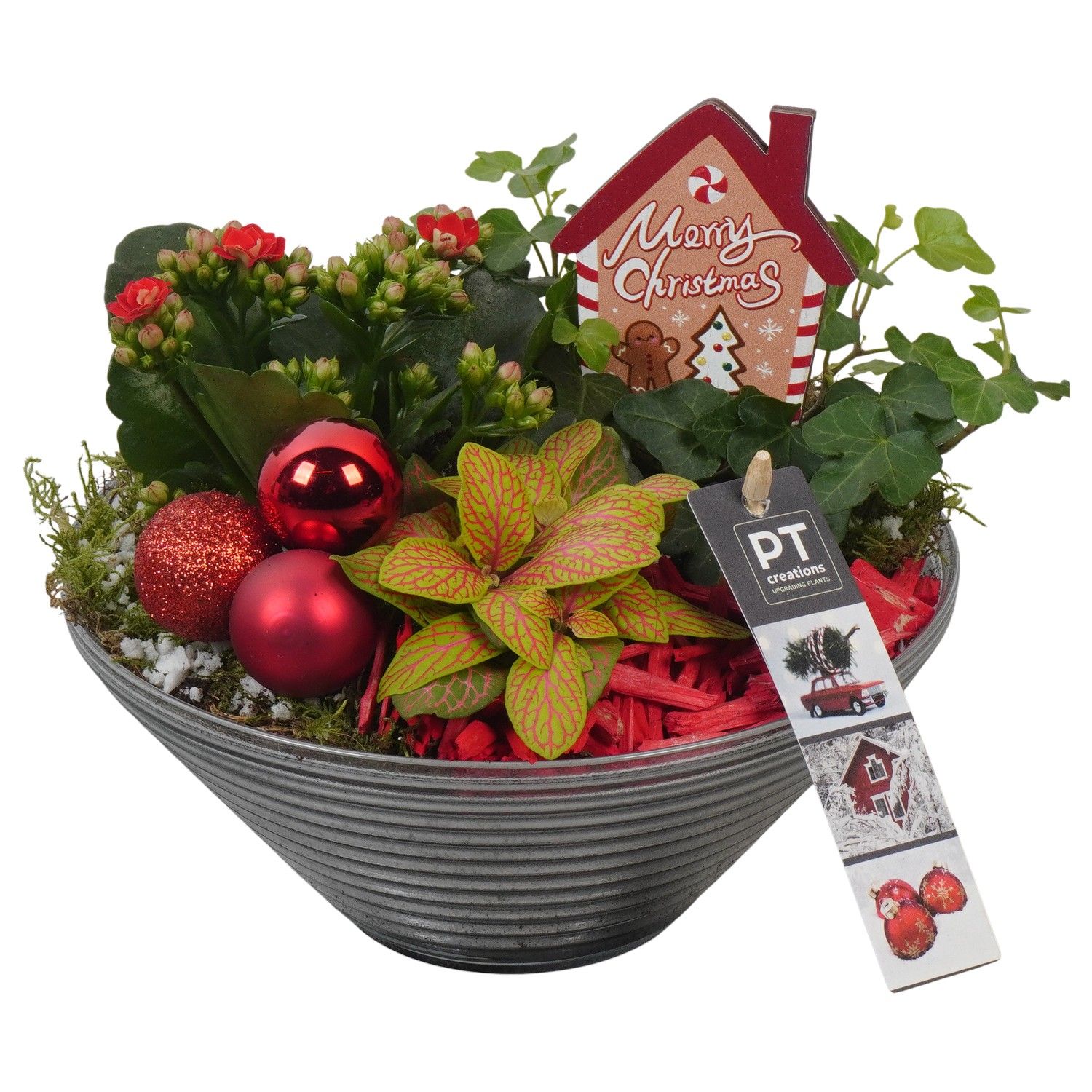 PTCHR7422 Arrangement Christmas Red in glas schaal, D 19 cm