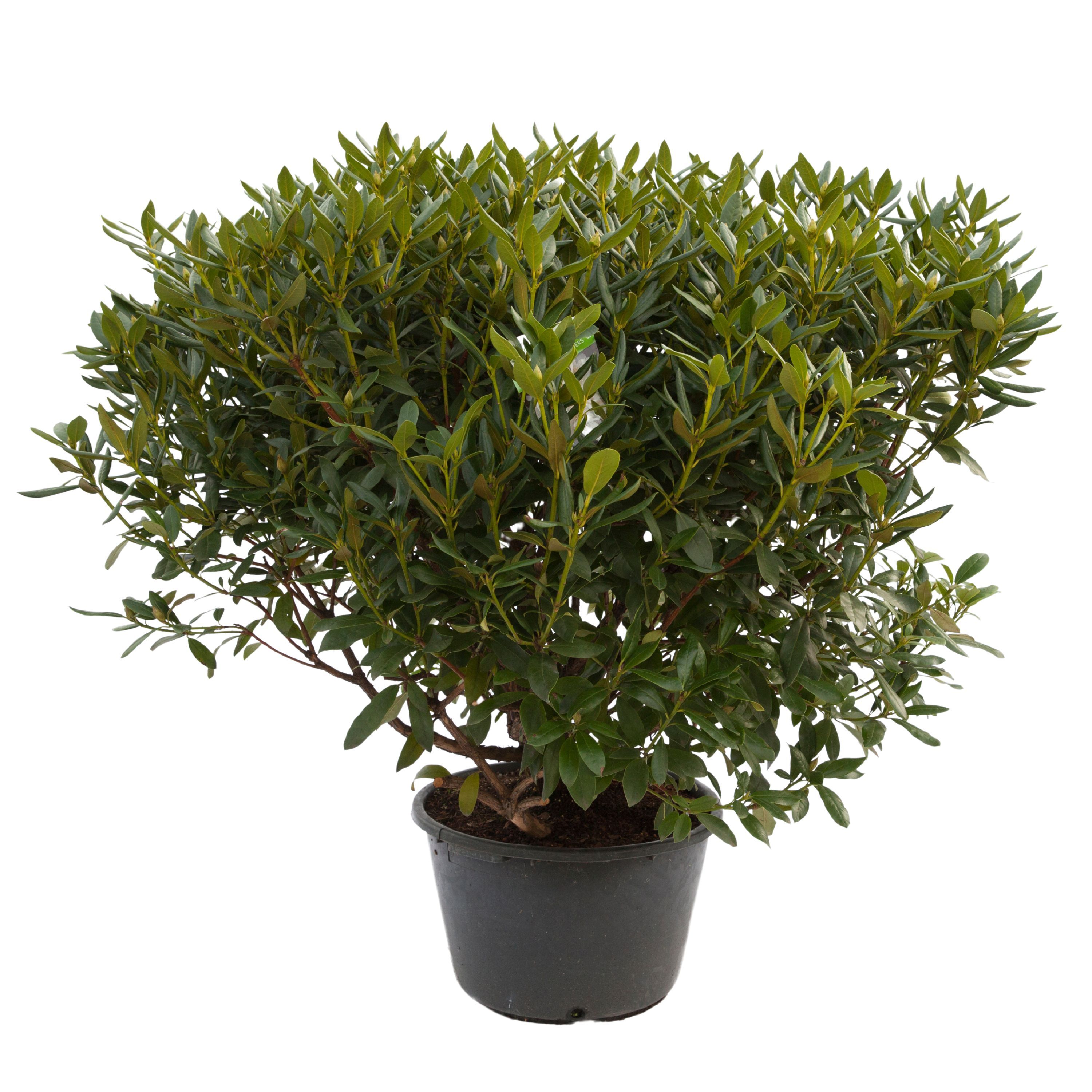 Rhododendron 120cm /45 liter 'Mix', D 54