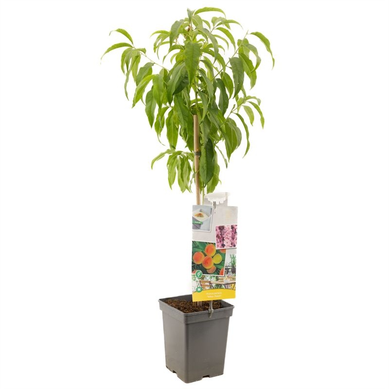 Prunus persica Yellow Peach Gele dwergperzik, D 18 cm