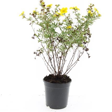 Potentilla f. 'Goldfinger', D 14 cm