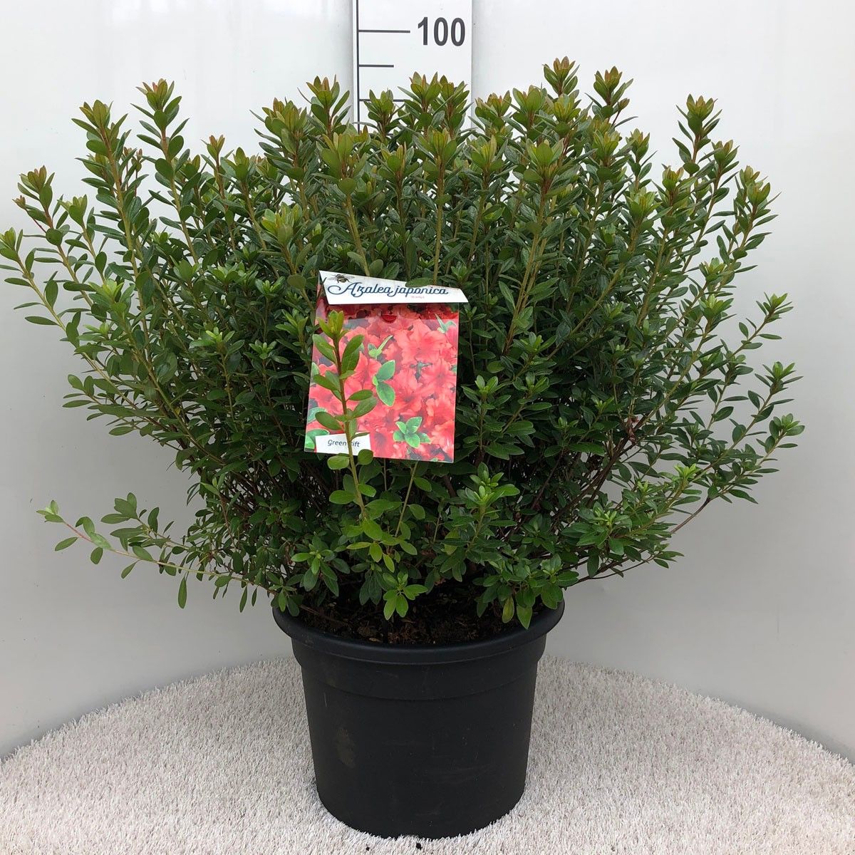 Rhodo. (AJ) 'Radja' orange, D 37