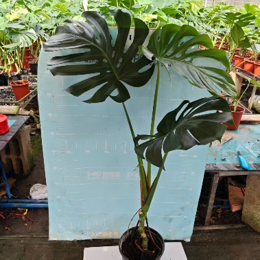 Мачер Монстера Деликиоса 26 105