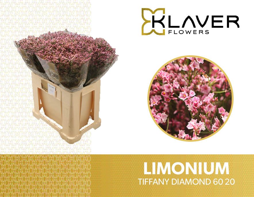 Лимониум Тифани Даймонд 60, шт.