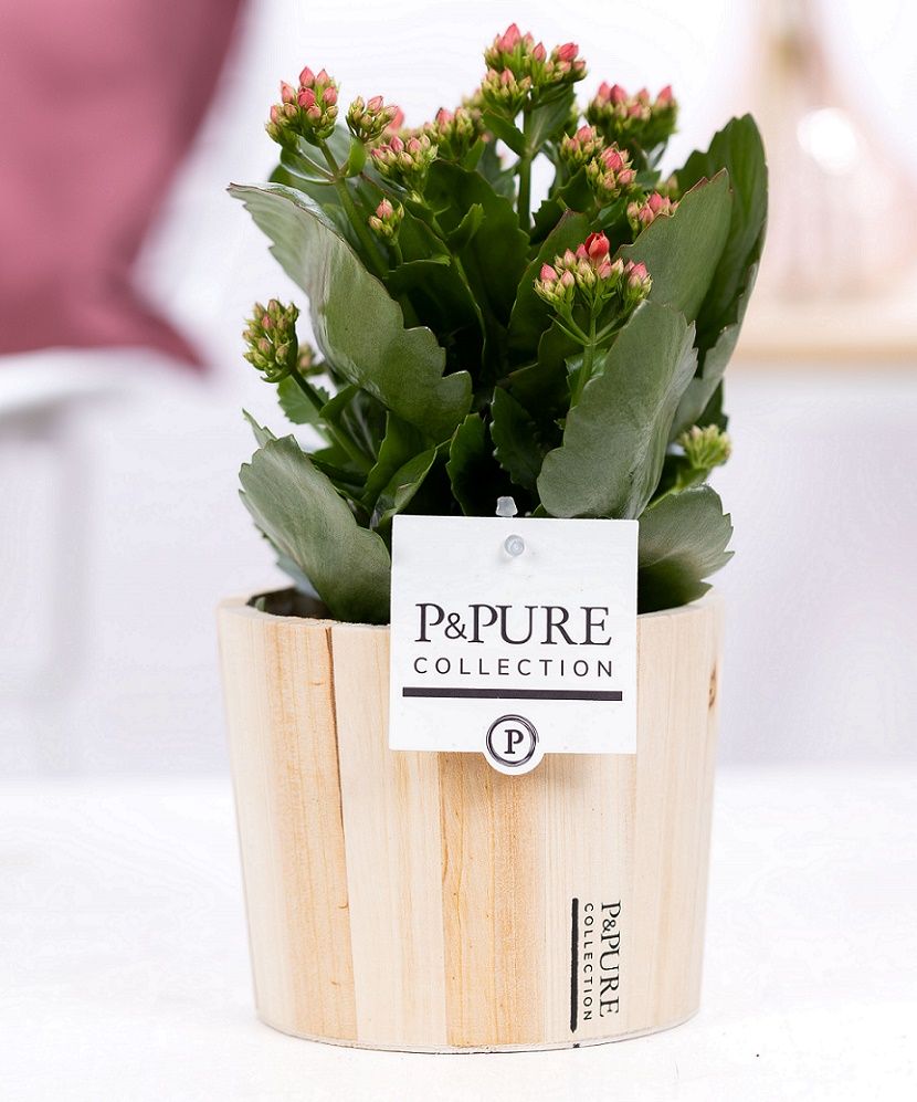 Kalanchoe red in P&PURE Wood 5, D 12