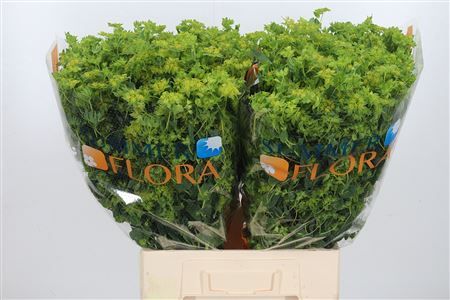 Буплеурум Гриффити 60, шт.