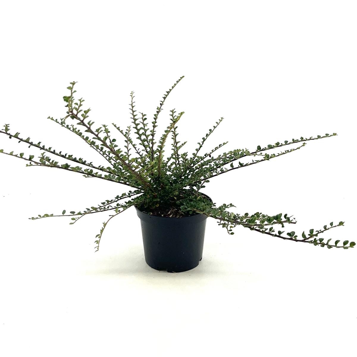 Cotoneaster horizontalis, D 19