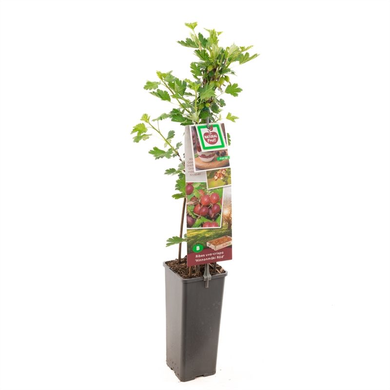 Ribes uva-cr. Hinnonm�ki R�d Rode kruisbes, D 11