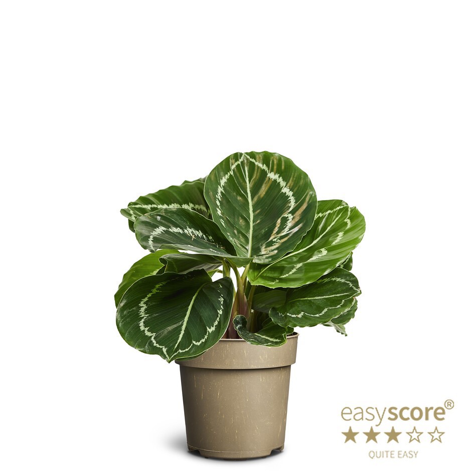 CALATHEA ROSEOPICTA 'Green', D 11 cm