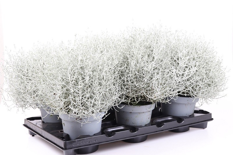 CALOCEPHALUS BROWNII, D 14 cm