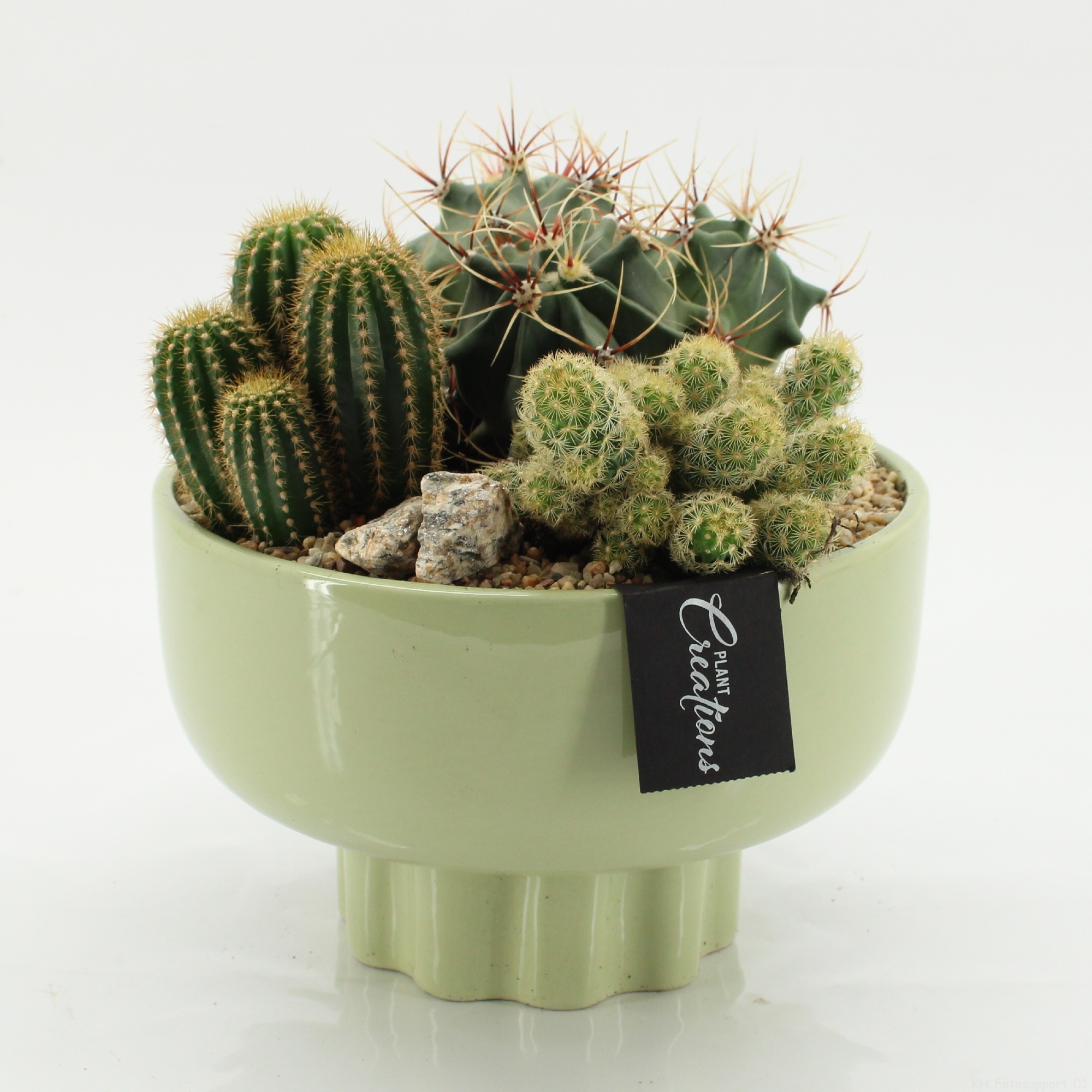CTCR-2624 Cactus Essentials, D 22