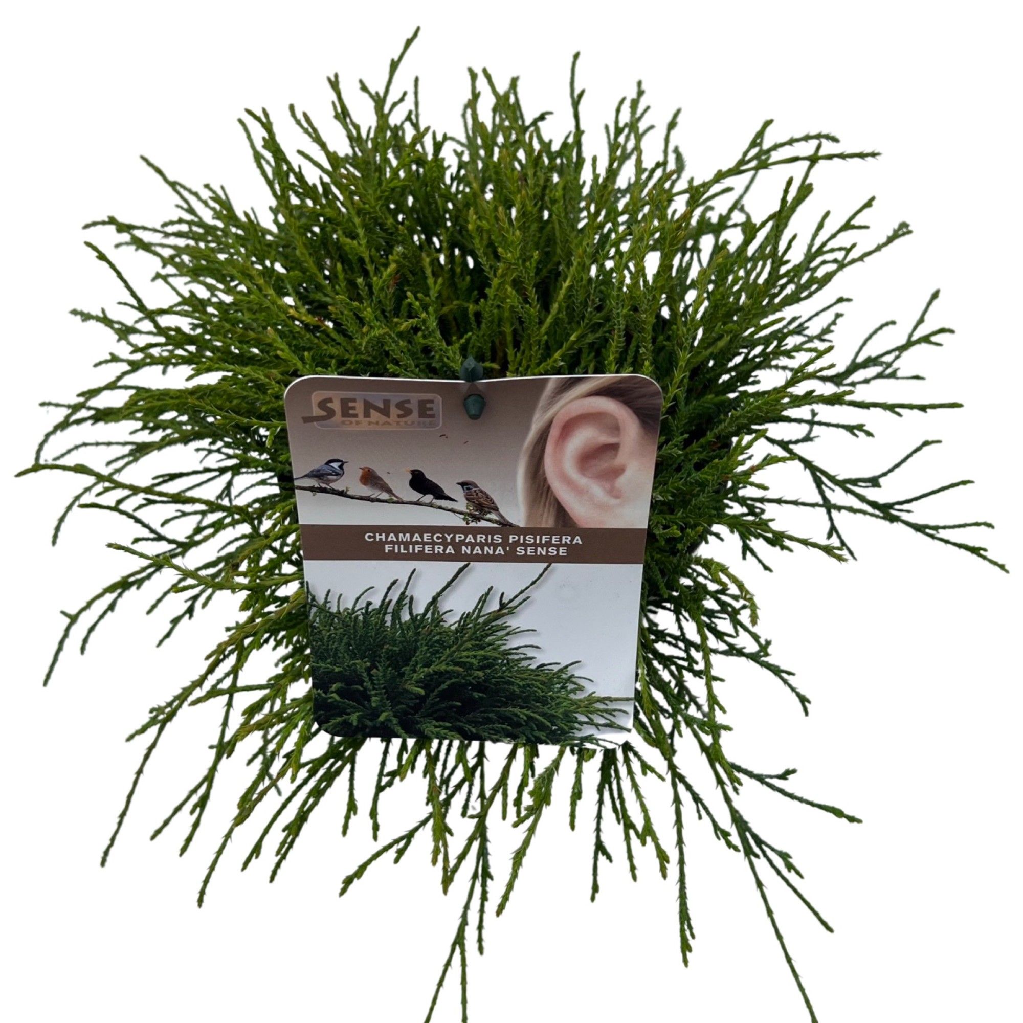 Chamaecyparis p. 'Filifera Nana' sense, D 17