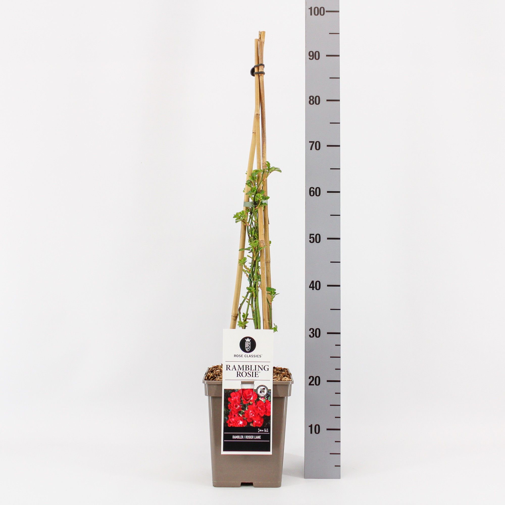 Rosa Rambler Rambling Rosie ®, C5, 4 stok 90cm, D 23