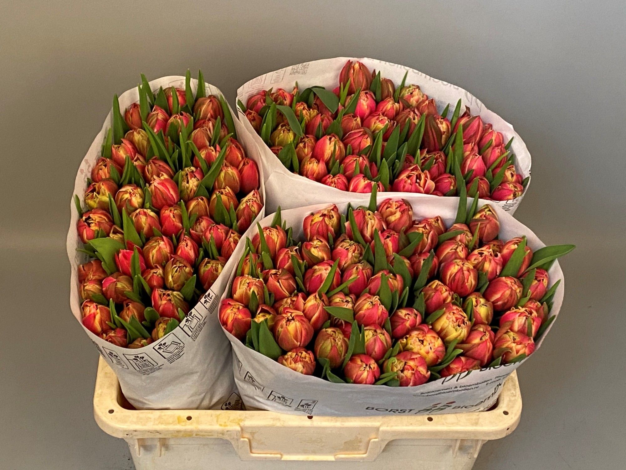 Тюльпан дв. Коламбус, шт.