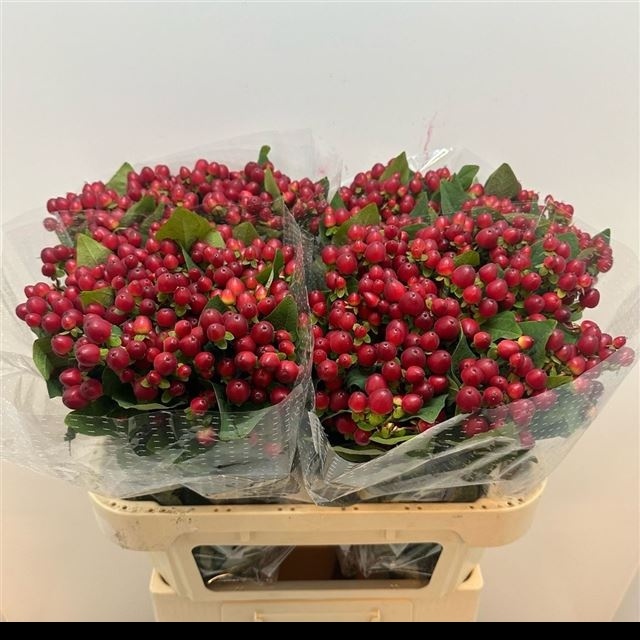 Гипперикум Мэджикал Роял Рэд 70, шт.