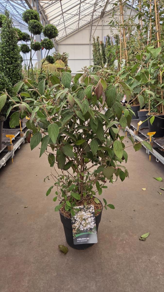 Viburnum plic. 'Watanabe', D 29