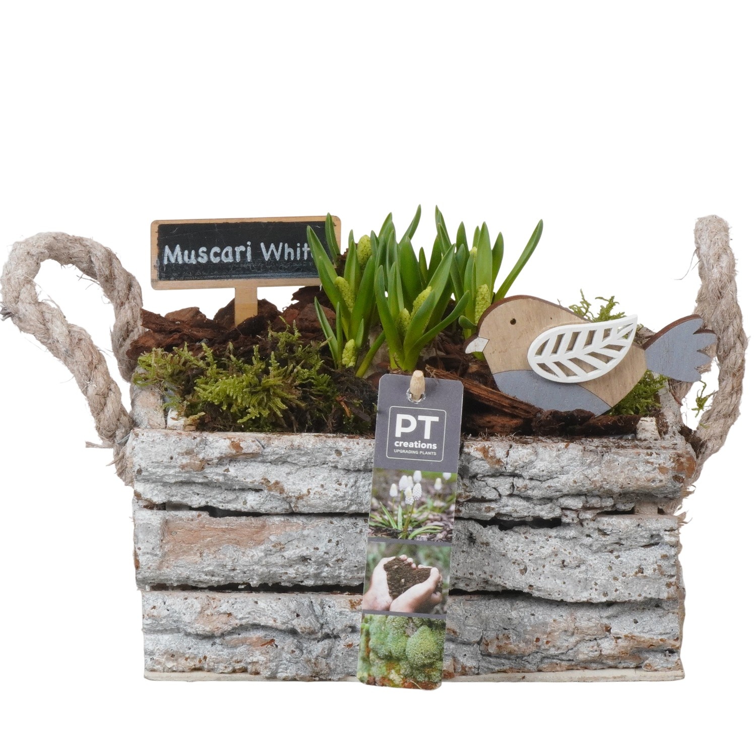 PTWMB8148 Arrangement Muscari White in houten rechthoek bak, D 20