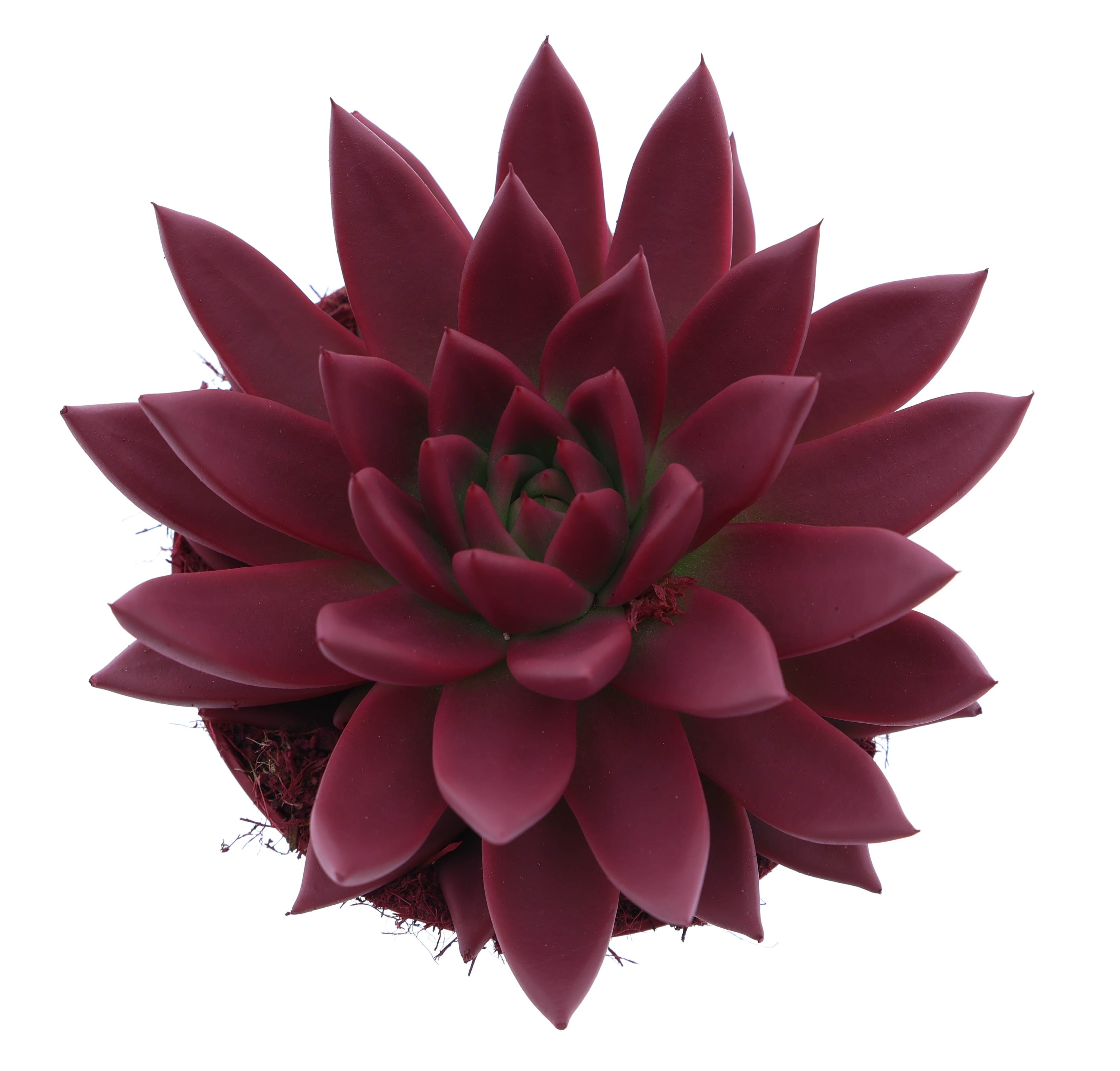 Rainbow bordeaux red, D 12