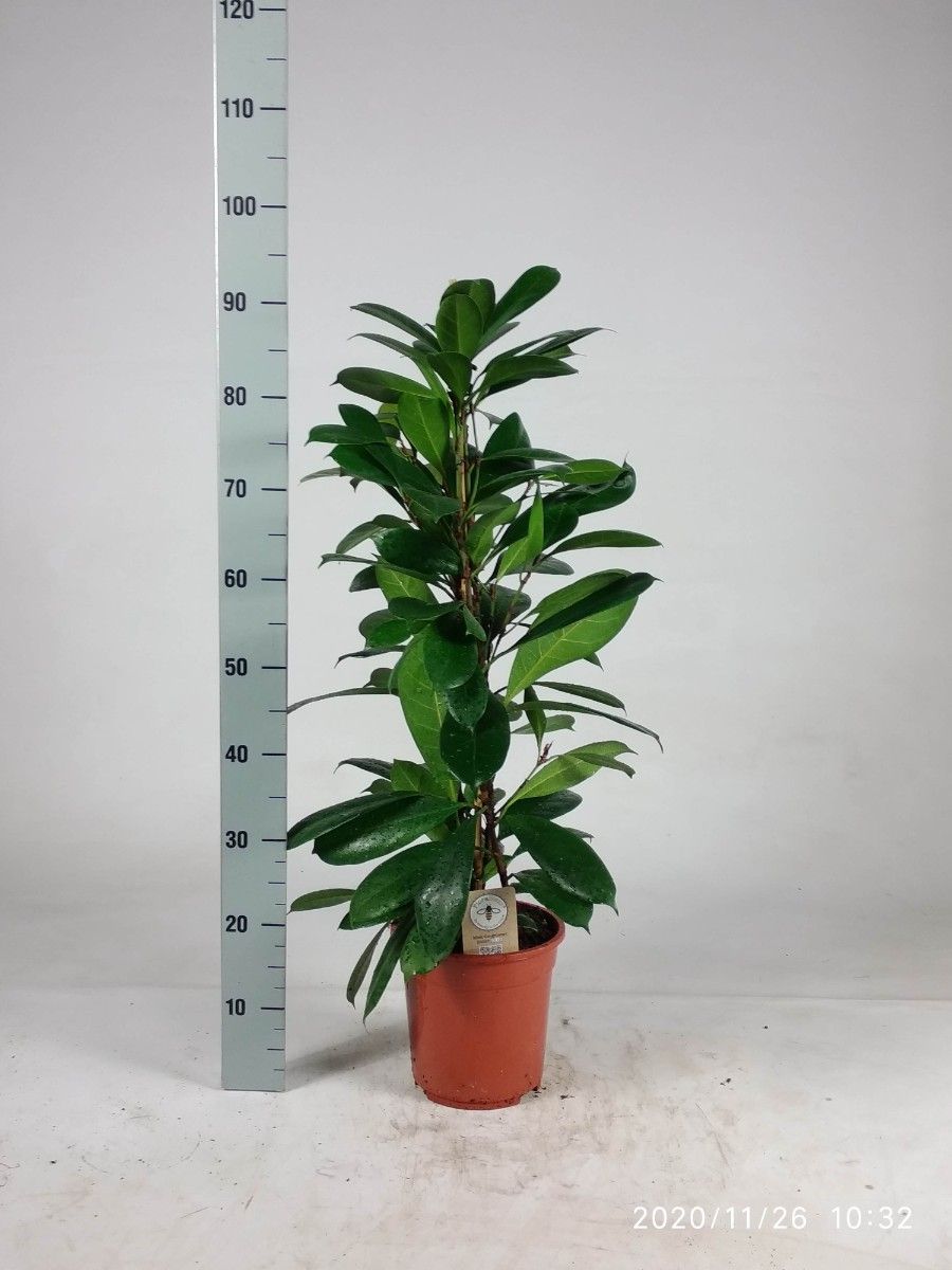 Ficus cyathistipula 90cm, D 21