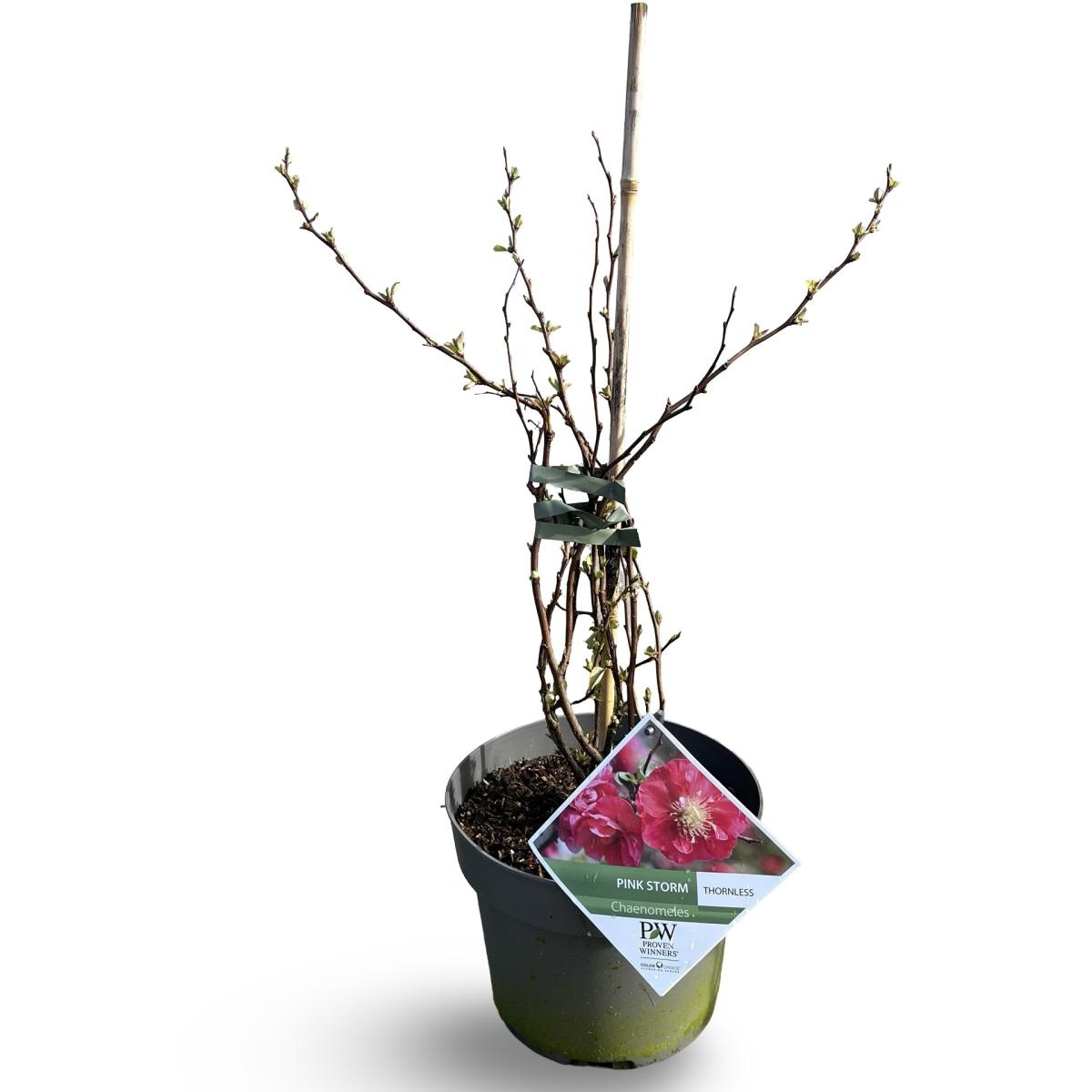 Chaenomeles spec. 'Scarlet Storm', D 21