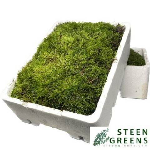 Мох Овериг, шт.