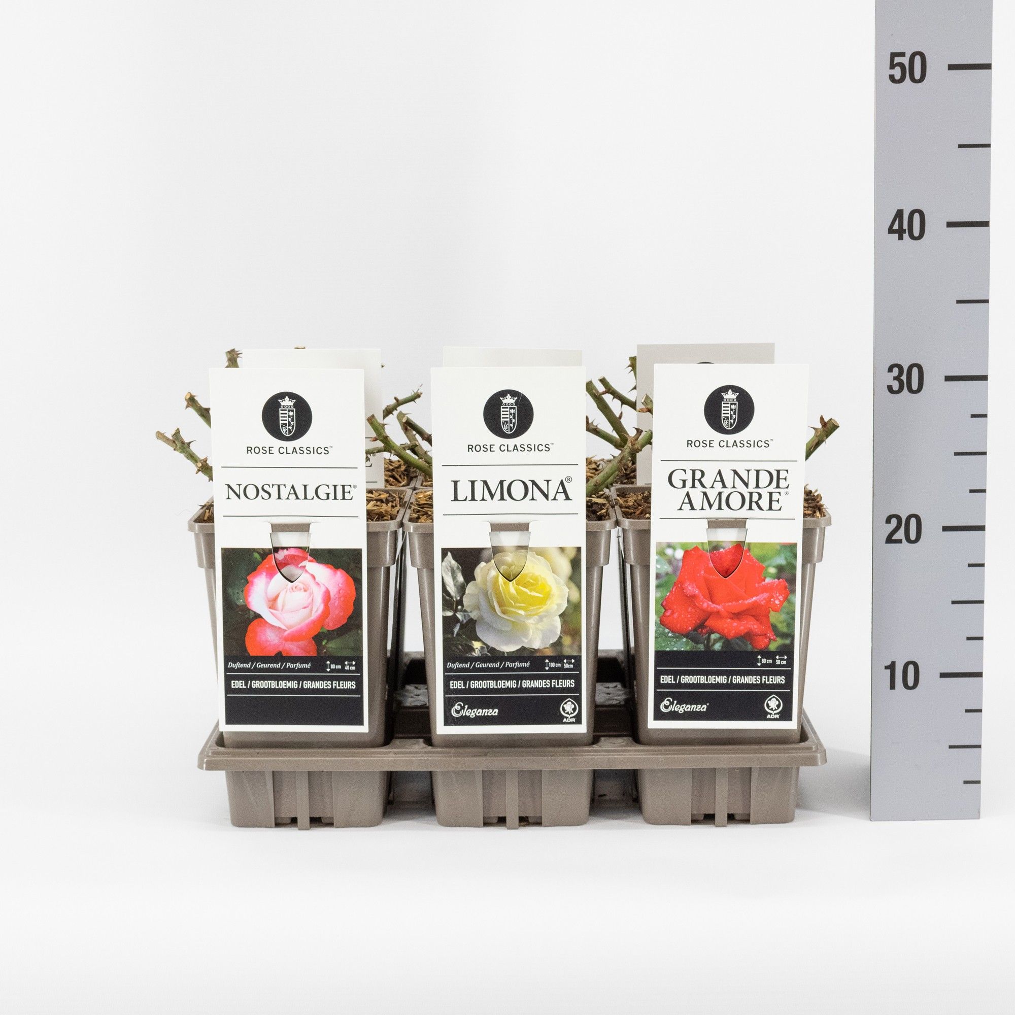 Rose Classics grootbloemig (TH) mix, C3, D 17