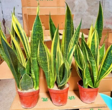 Сансевиерия Премиум Голден Орхидея 14 40