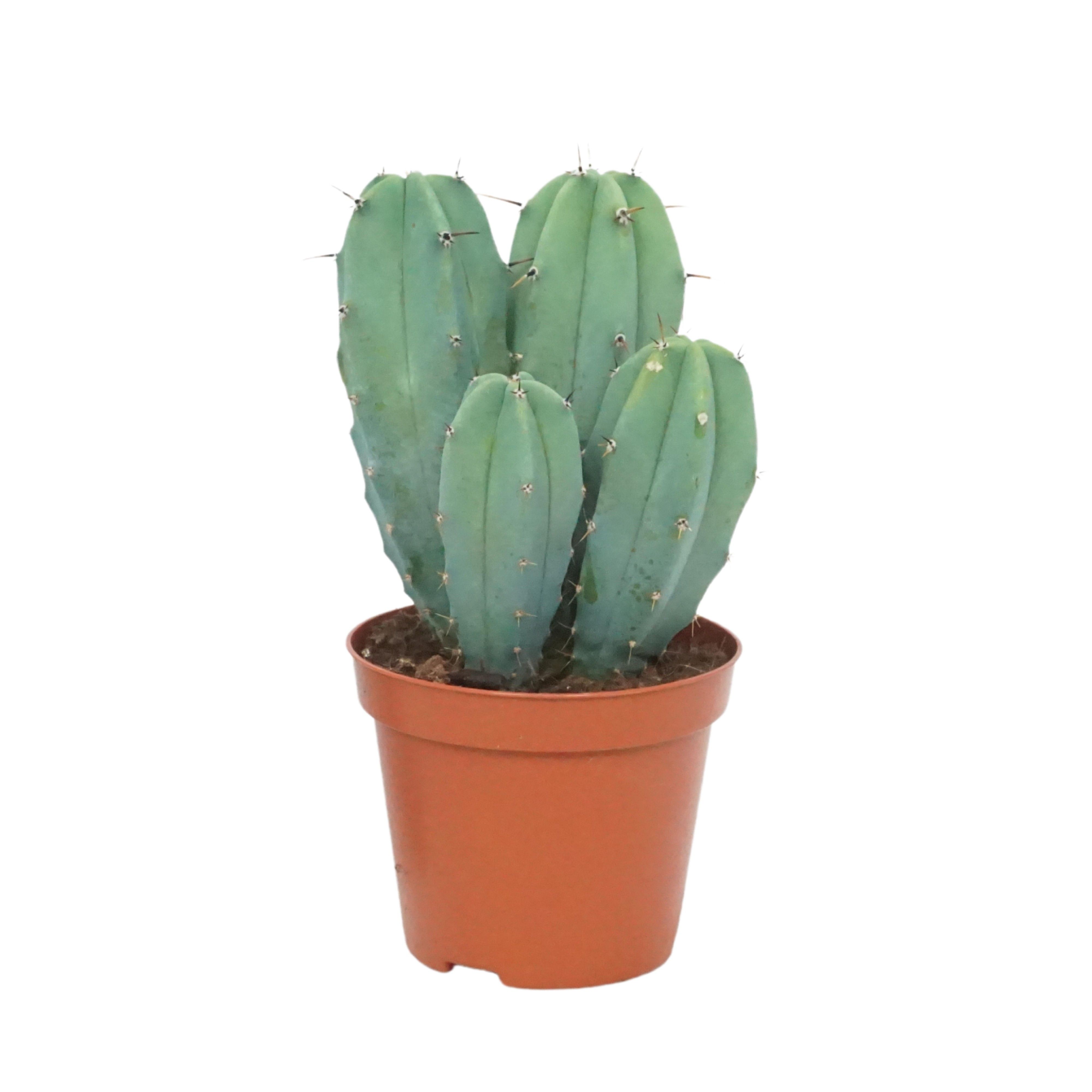 Myrtillocactus geometrizans 8,5 cm, D 8,5 cm Myrtillocactus geometrizans 8,5 cm, D 8,5 cm