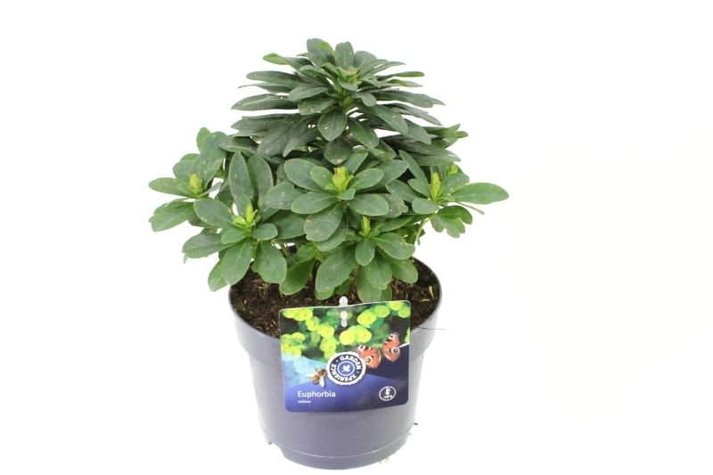 Euphorbia robbiae, D 17