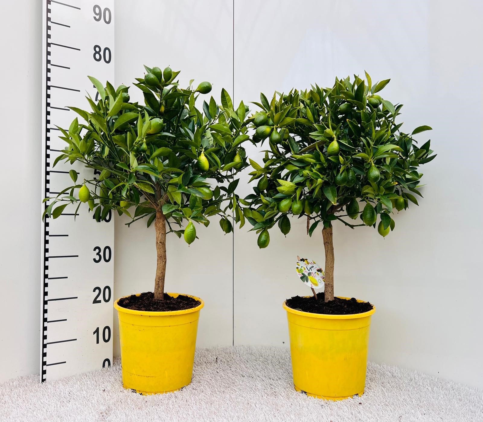 Citrus floridana Limon stem, D 21