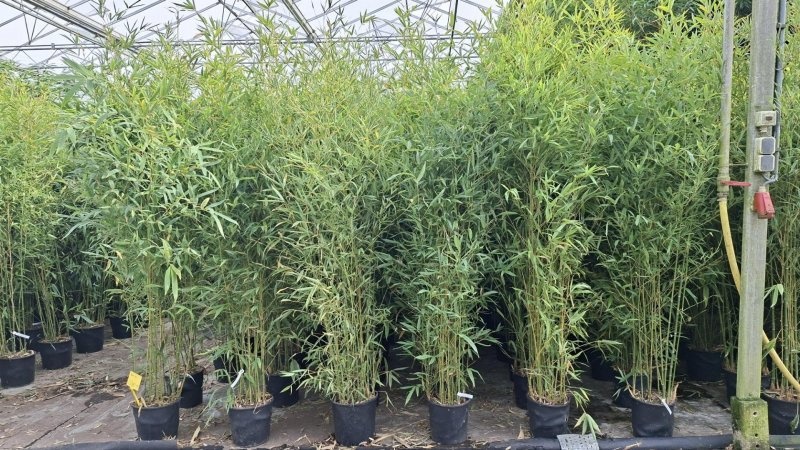 Phyllostachys aurea, D 29