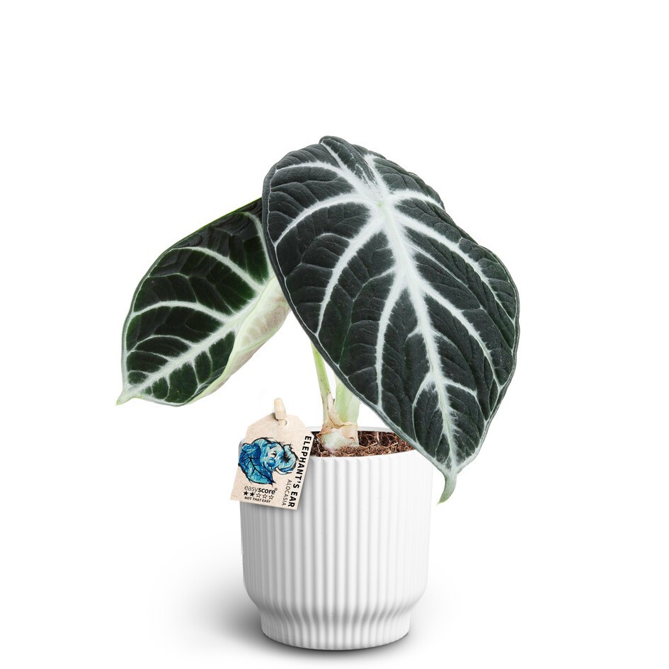 Nordic White, Ninja, D 10