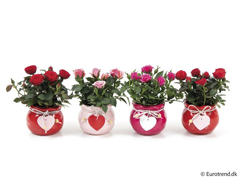 VALENTIJN CERAMIC 2026 ROSA E 3890, D 6