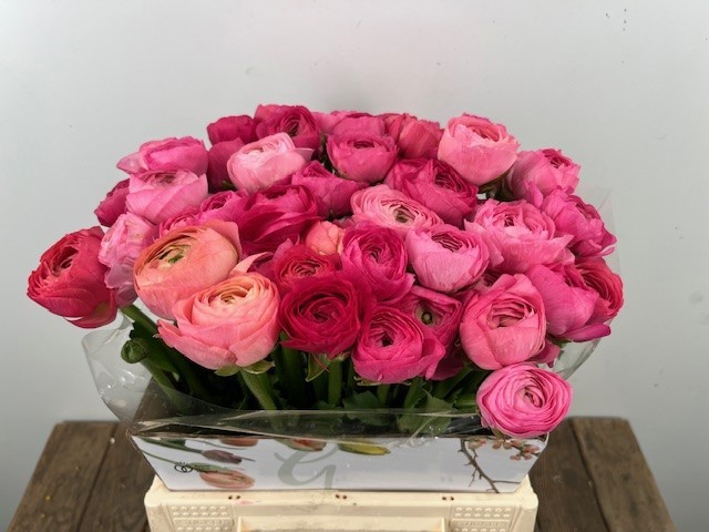 Ранункулус Элеганс Дарк Пинк 40, шт.