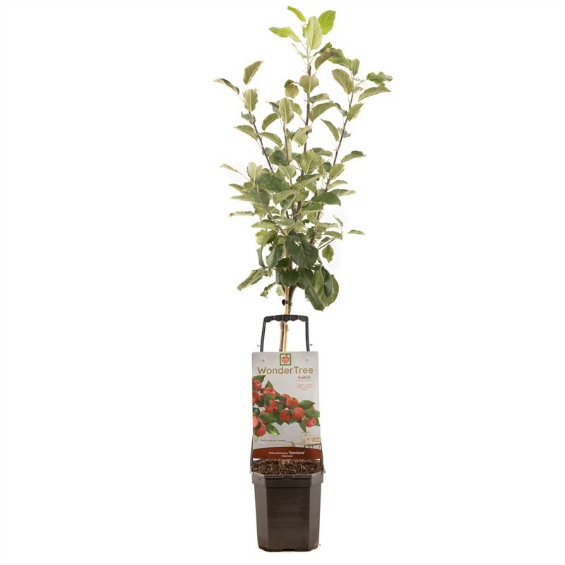 Wonder Tree Santana Allergie geschikte appel, D 24 cm