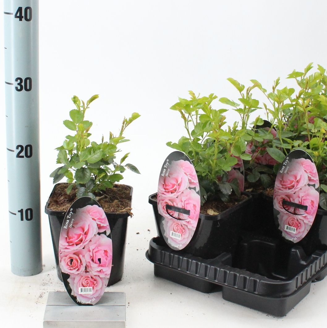 Rosa (PA) 'Evy', D 14