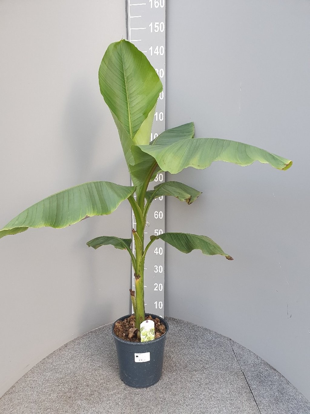 Musa basjo P24, D 24